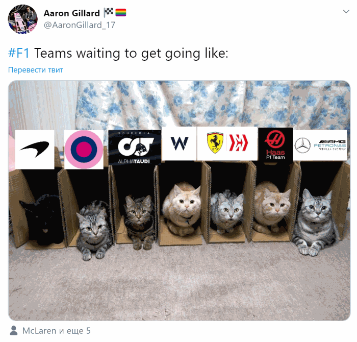 cats